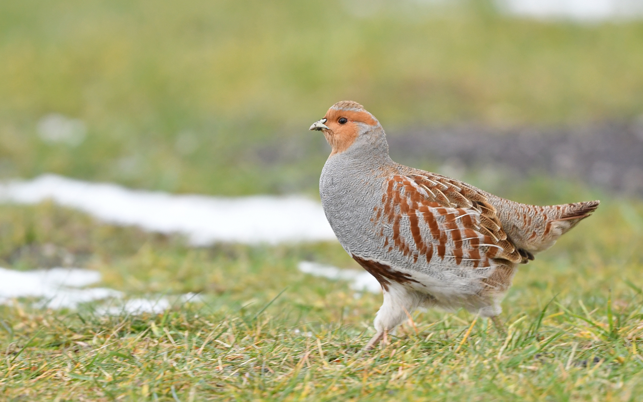 Gray Partridge (Perdix perdix) · iNaturalist NZ