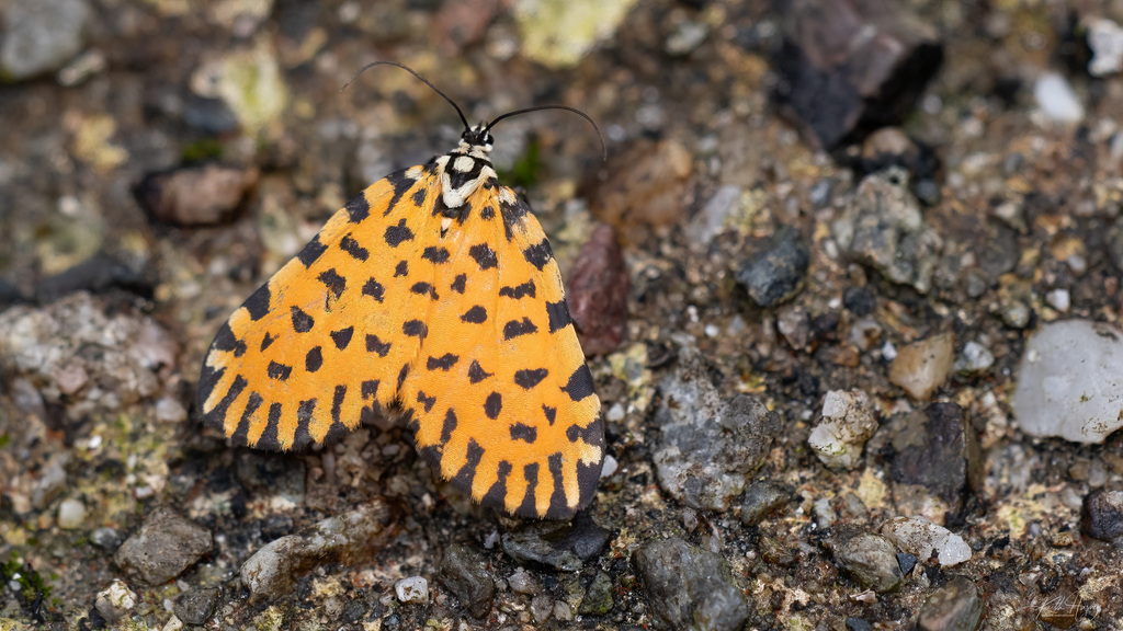 Eubaphe tritonia