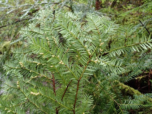 Pacific yew
