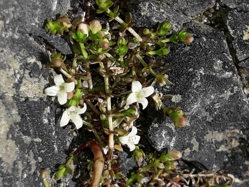 Image of Galium perpusillum by (c) naturewatchwidow, some rights reserved (CC BY)