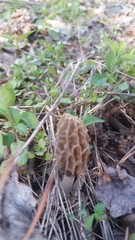 Morchella diminutiva