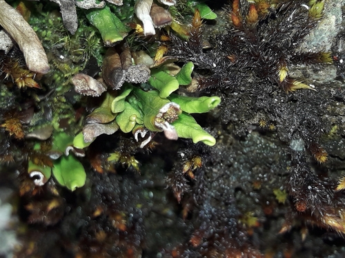 Image of Notogrammitis crassior by (c) naturewatchwidow, some rights reserved (CC BY)