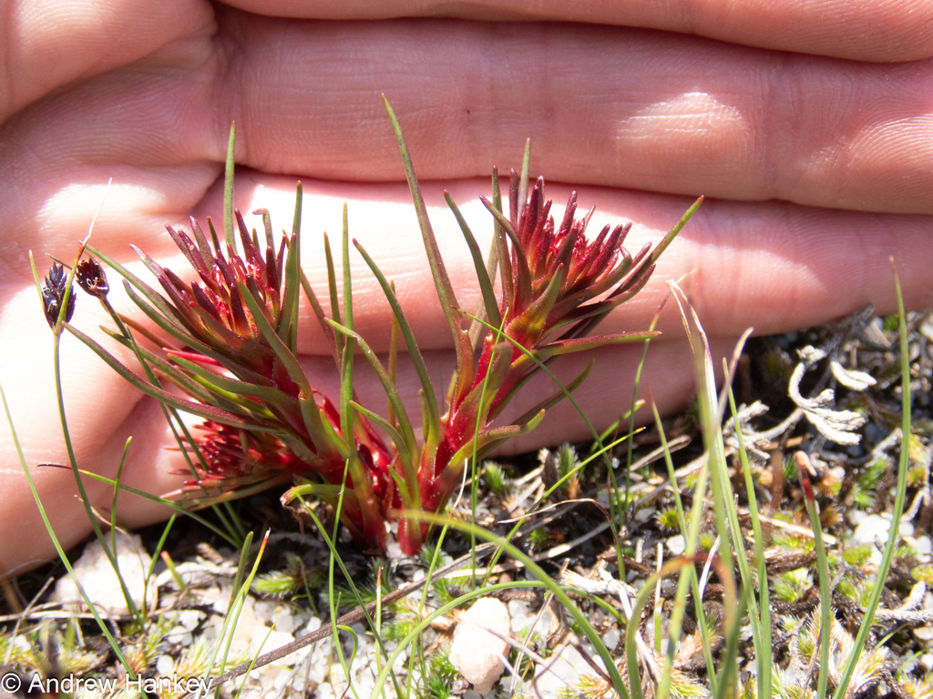 Crassula vaginata 2