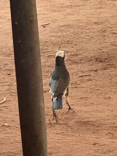 White-crowned Starling