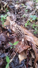 Morchella diminutiva