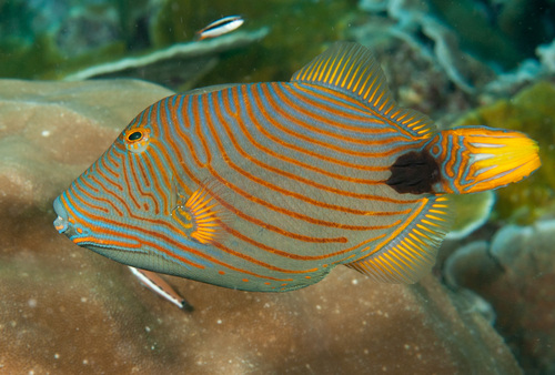 Photo of Orange-lined triggerfish (Balistapus undulatus)