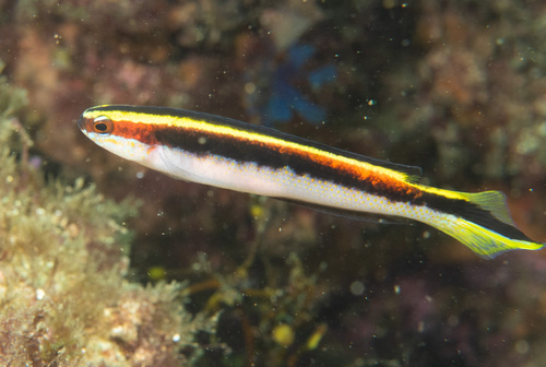 Eastern hulafish (Trachinops taeniatus) — Plesiopidae — 4