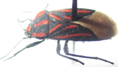 Spilostethus trilineatus