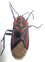 Spilostethus trilineatus