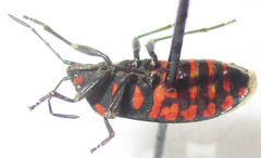 Spilostethus trilineatus