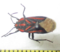 Spilostethus trilineatus