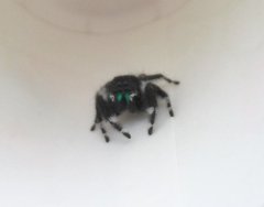 Phidippus audax