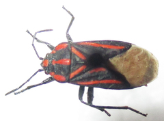 Spilostethus trilineatus