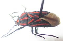 Spilostethus trilineatus