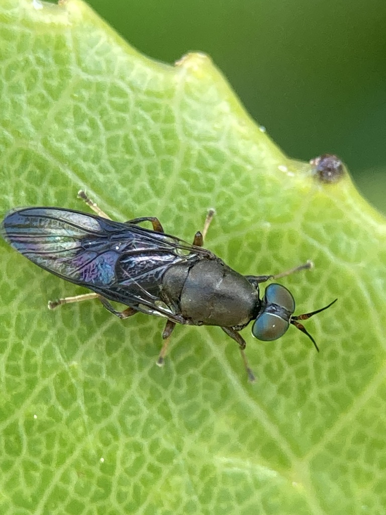 Dysbiota peregrina