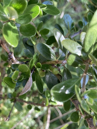 Image of Cook Strait Māhoe (Melicytus orarius) by (c) Michael Berardozzi, some rights reserved (CC BY)
