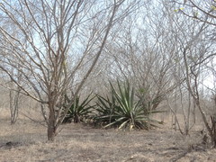 Agave angustifolia