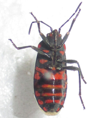 Spilostethus trilineatus