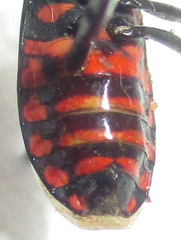 Spilostethus trilineatus