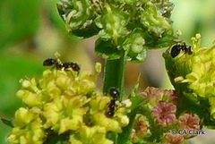 Monomorium ergatogyna