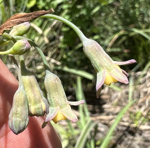 Scented Wild Garlic (Tulbaghia ludwigiana)