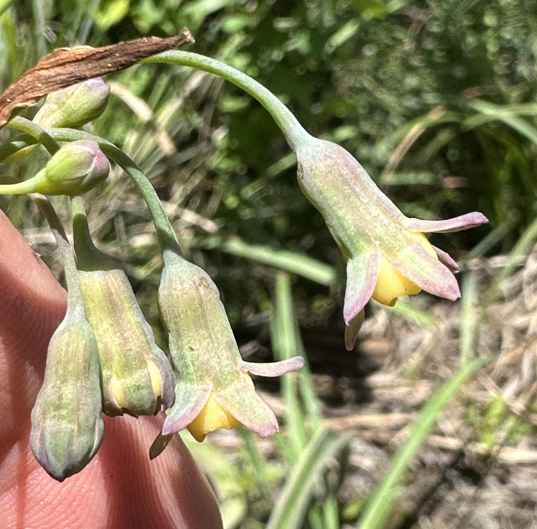 Scented Wild Garlic (Tulbaghia ludwigiana)