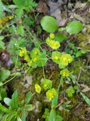 Euphorbia roemeriana