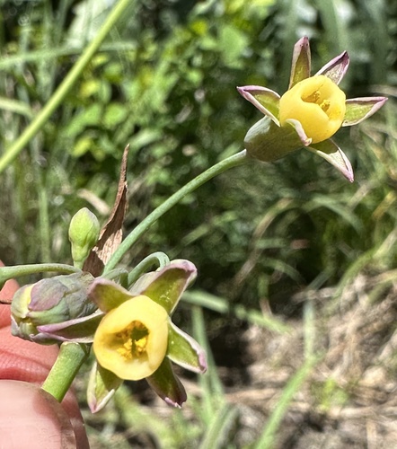 Tulbaghia ludwigiana, photograph 1
