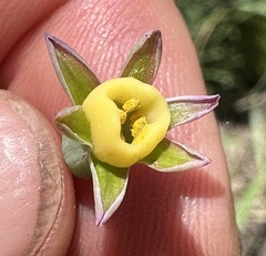 Tulbaghia ludwigiana, photograph (c) Robert Taylor, some rights reserved (CC BY)