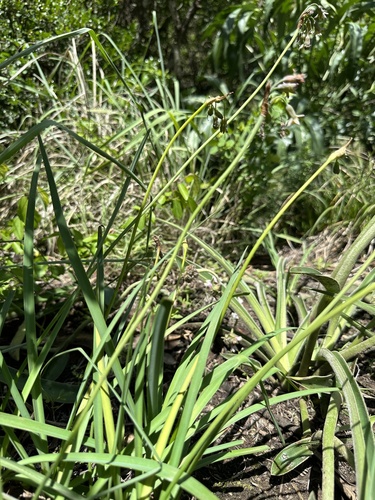 Tulbaghia ludwigiana, photograph 3