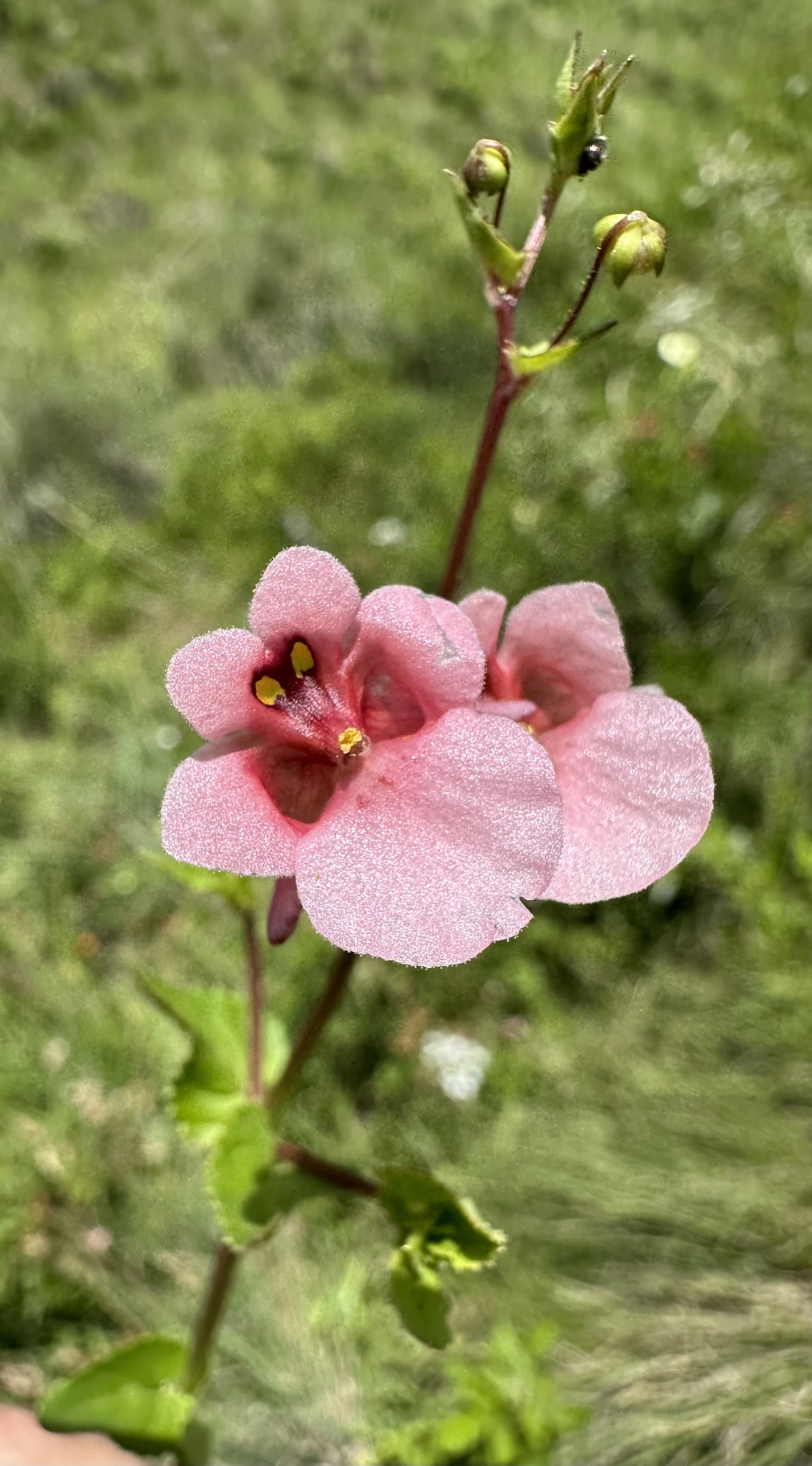 Diascia cordata
