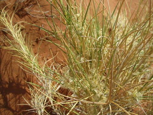 Stipagrostis seelyae