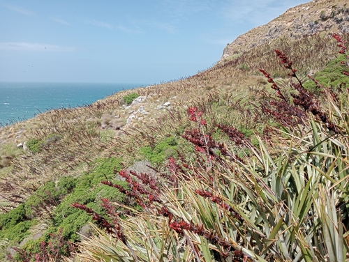 Phormium tenax