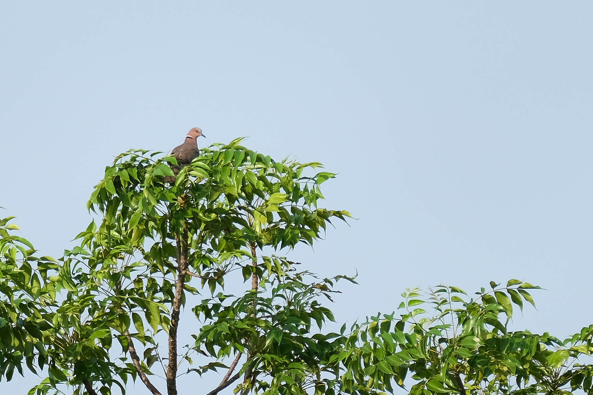 Sunda Collared Dove illustration