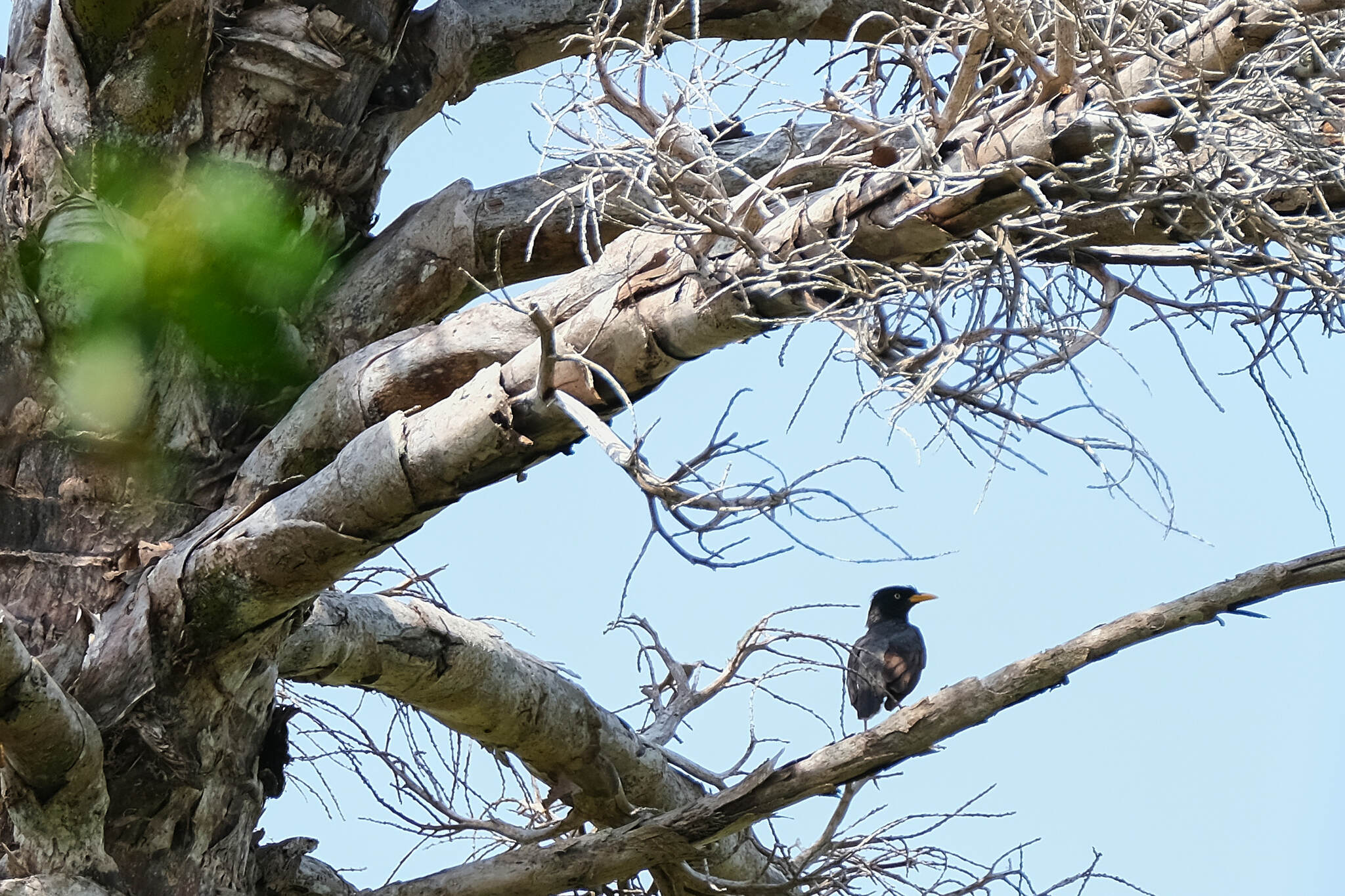 Javan Myna