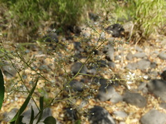 Thouinidium decandrum