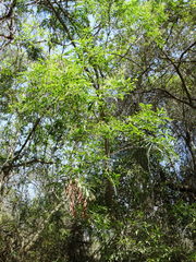 Thouinidium decandrum