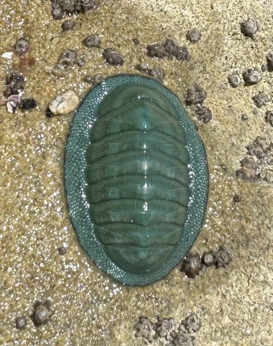 Chiton glaucus Gray, 1828
