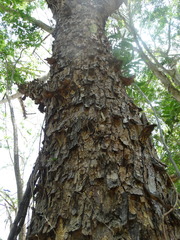 Albizia occidentalis