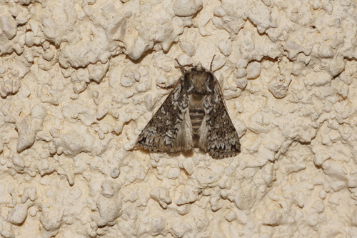 Polyploca ridens