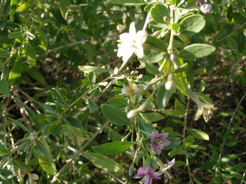 Lycium barbarum