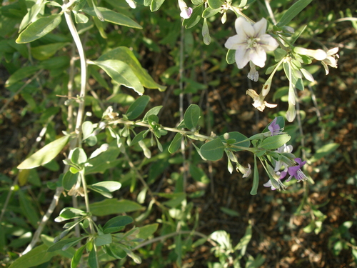 Lycium barbarum