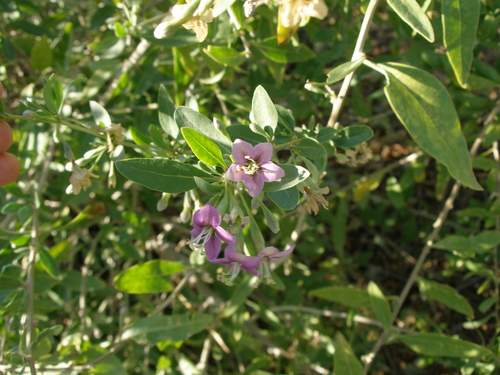 Lycium barbarum