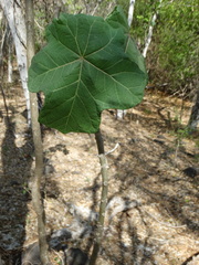 Jatropha peltata