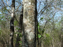 Lonchocarpus mutans