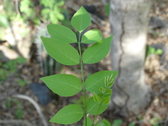 Lonchocarpus mutans