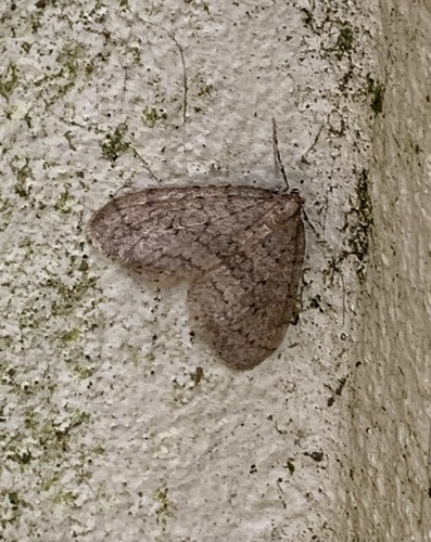 Operophtera brumata