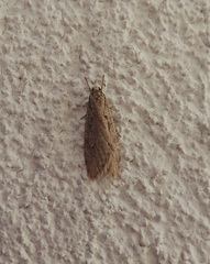 Semioscopis avellanella