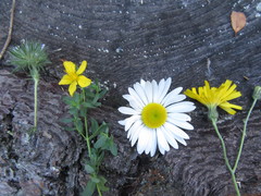 Hieracium lepidulum