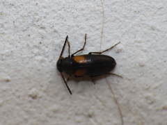 Anaspis fasciata